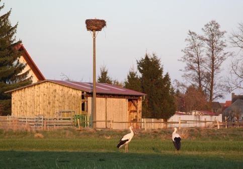 Zeigt-her-eure-Stoerche_pdaArticleWide